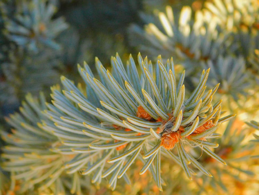 pine, close-up view, macro image, nature, three seasons, natural HD wallpaper
