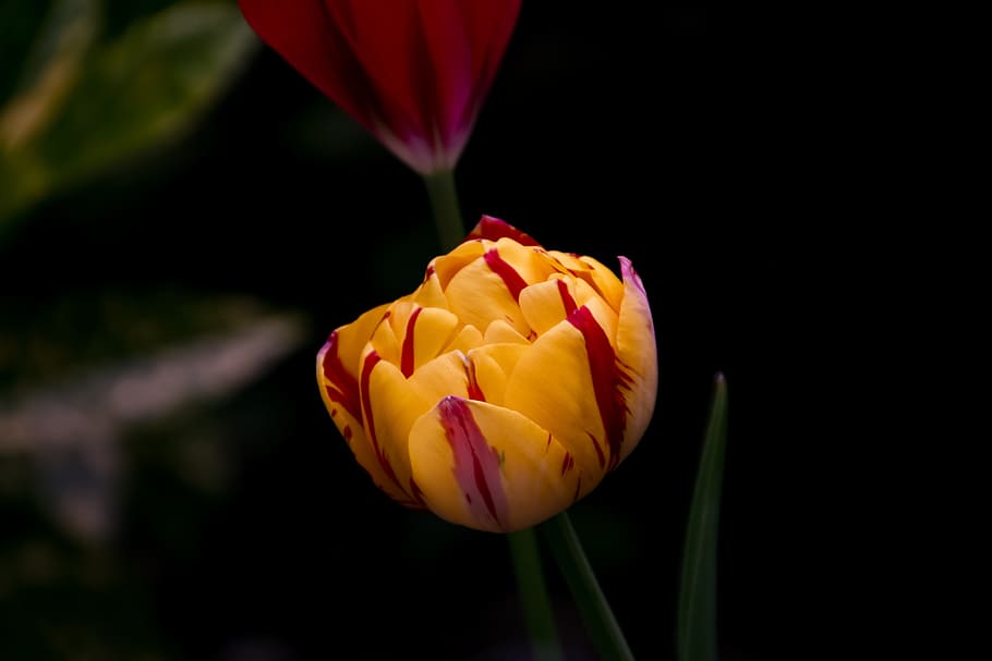 Close Up Photo of Yellow Tulips Flower, black background, bloom HD wallpaper