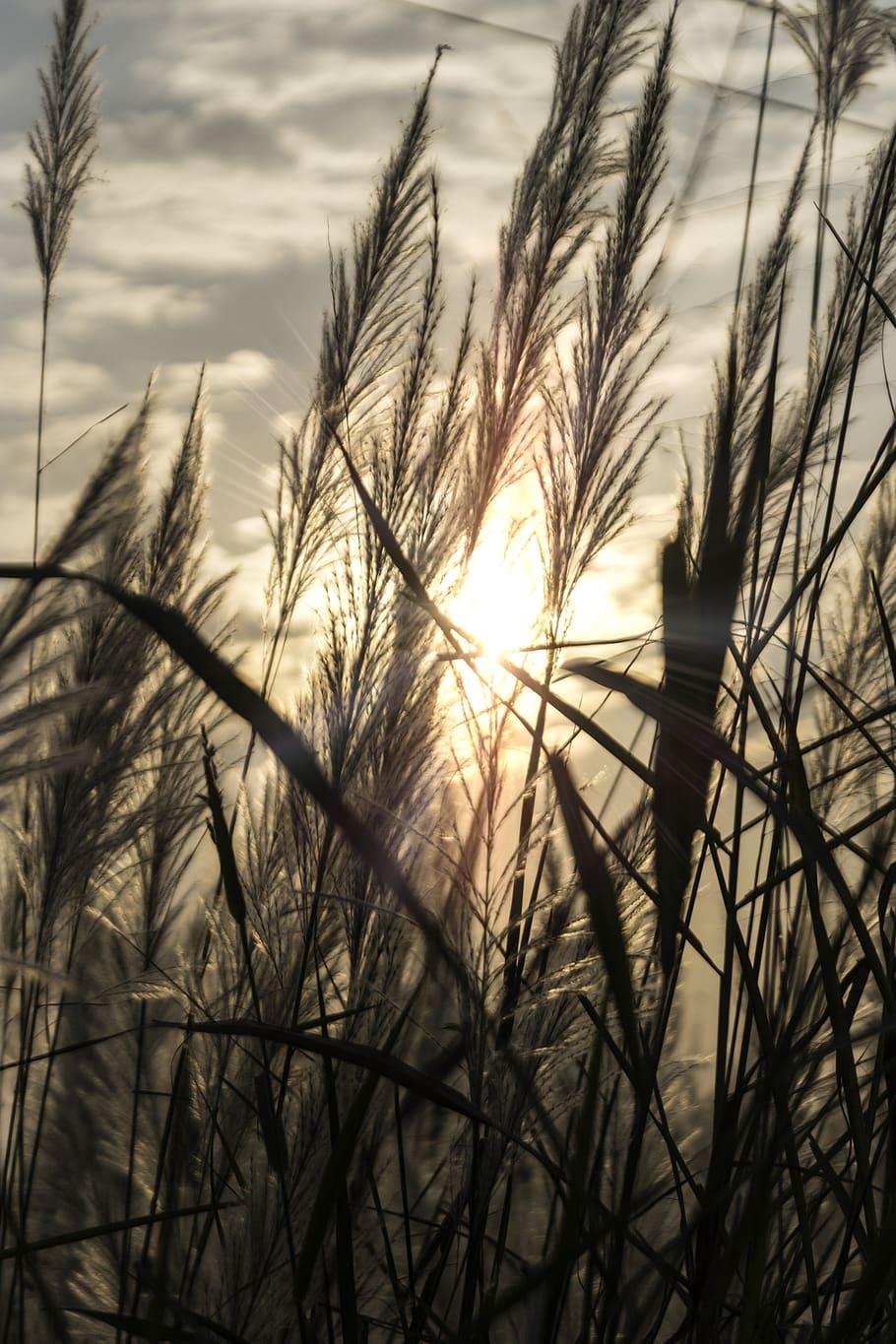 seed, sunset, plant, closeup, background, summer, harvest, wheat HD wallpaper