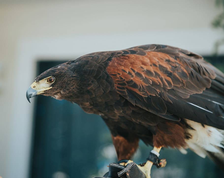black and brown bird, vertebrate, animal themes, one animal, animal wildlife HD wallpaper