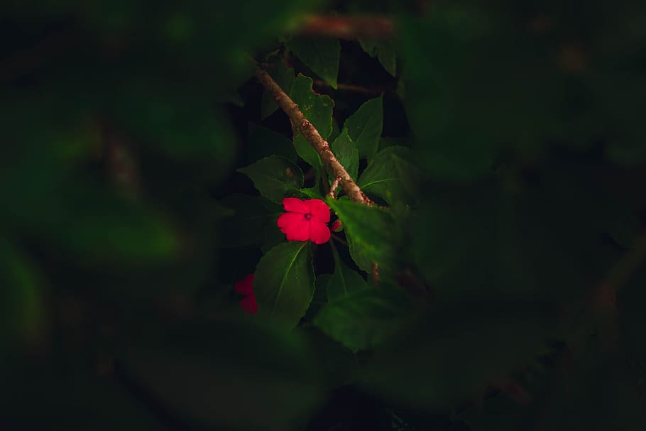 flower, red, green, small, plant, plant part, leaf, beauty in nature HD wallpaper