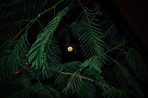 worm's-eye-view of full moon, sky, plant, star, leaf, leaves HD wallpaper