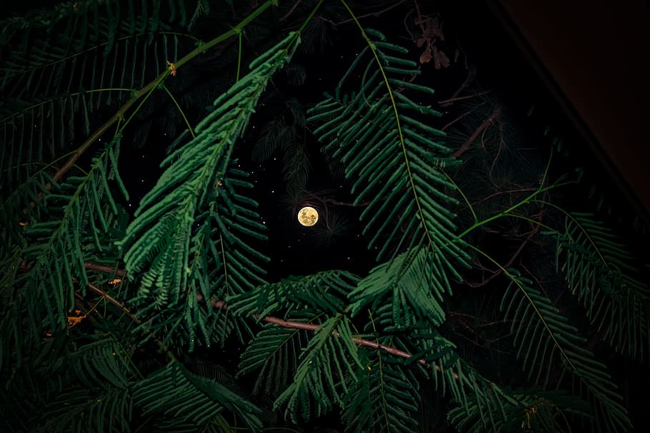 worm's-eye-view of full moon, sky, plant, star, leaf, leaves HD wallpaper