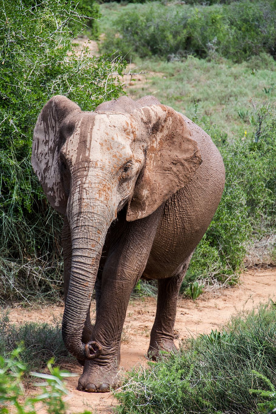 south africa, port elizabeth, elephant, animal themes, animal wildlife, HD wallpaper