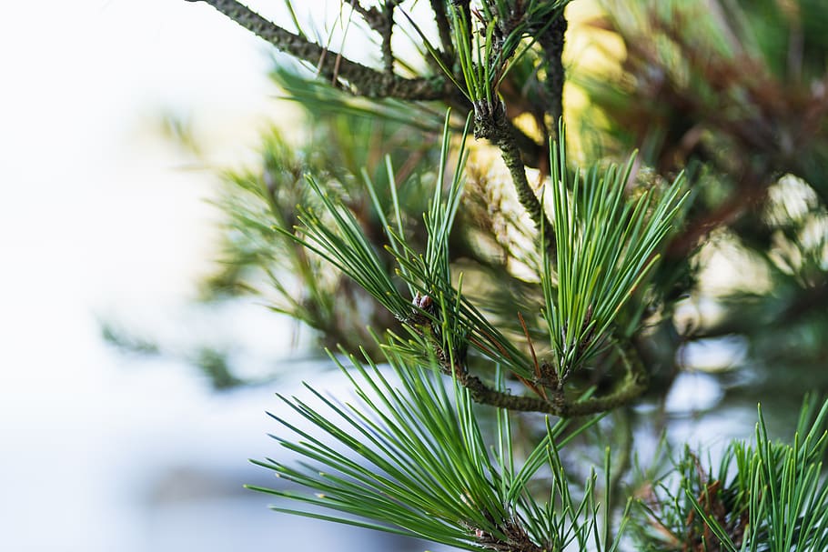 green leaf plant, tree, conifer, pine, larch, abies, fir, bird HD wallpaper