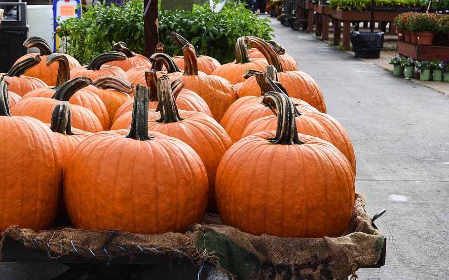 orange pumpkin lot, flora, vase, pottery, potted plant, jar, produce HD wallpaper