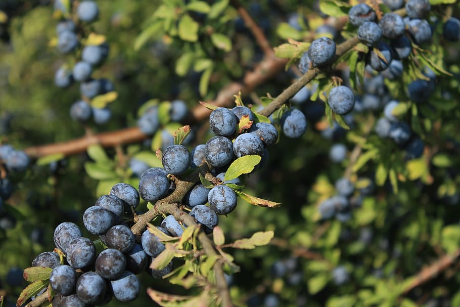 berries, nature, blue, plant, violet, fruit, food and drink HD wallpaper
