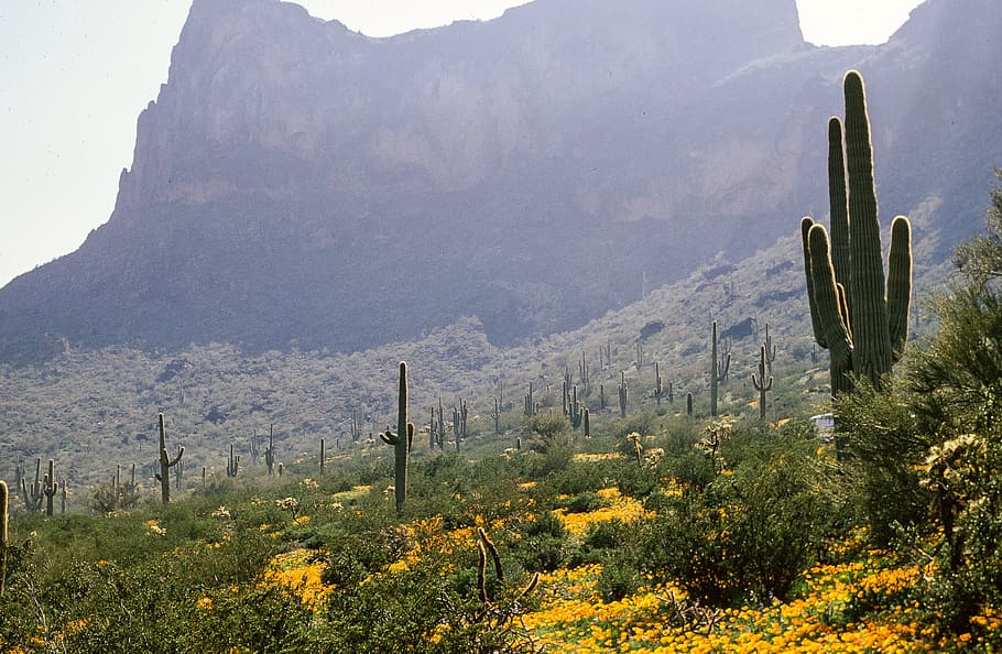 Saguaro Cactus and Flowers in Arizona, beautiful, clouds, desert, HD wallpaper