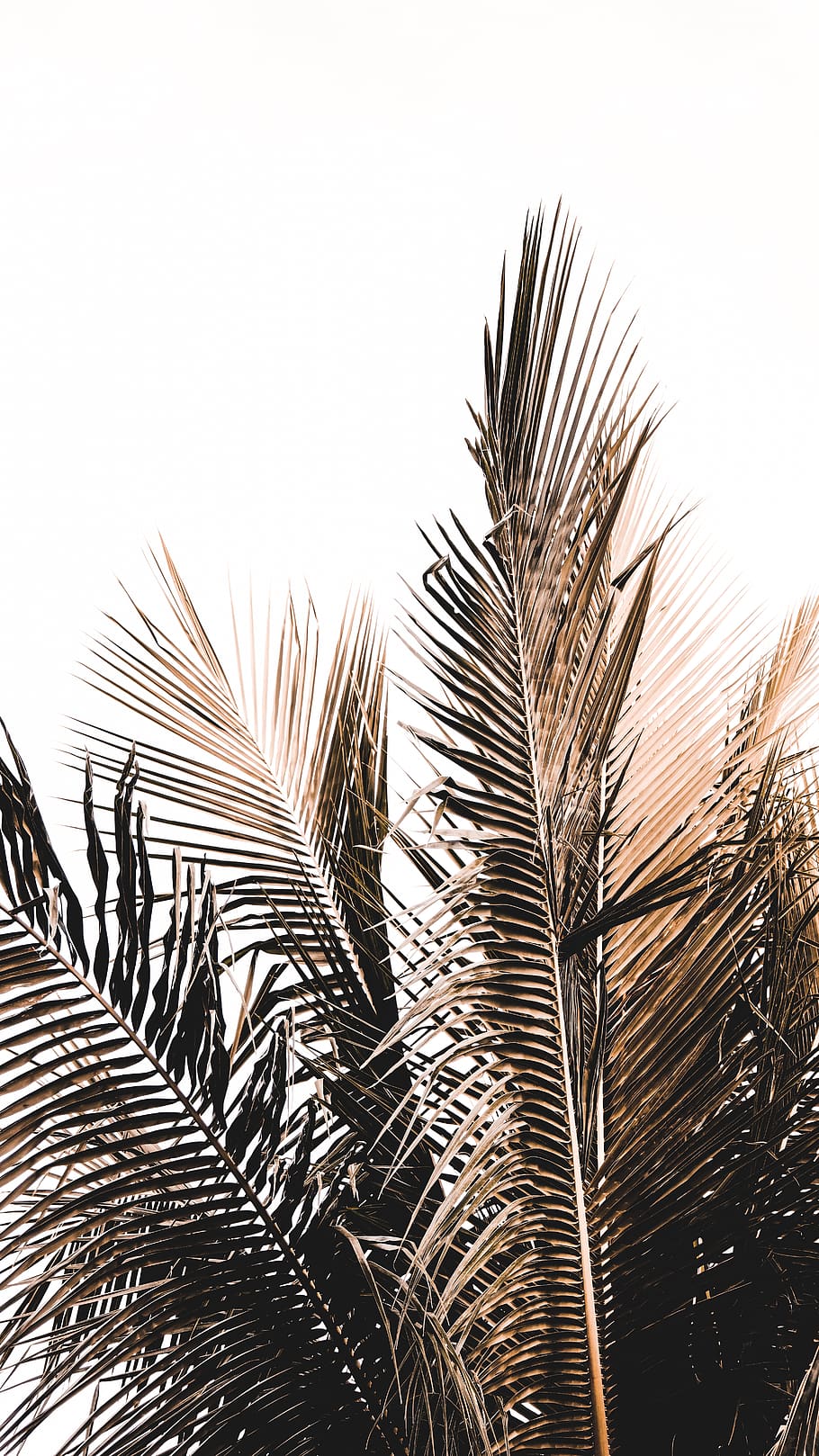 coconut tree leaves, vegetation, plant, bush, arecaceae, palm tree HD wallpaper