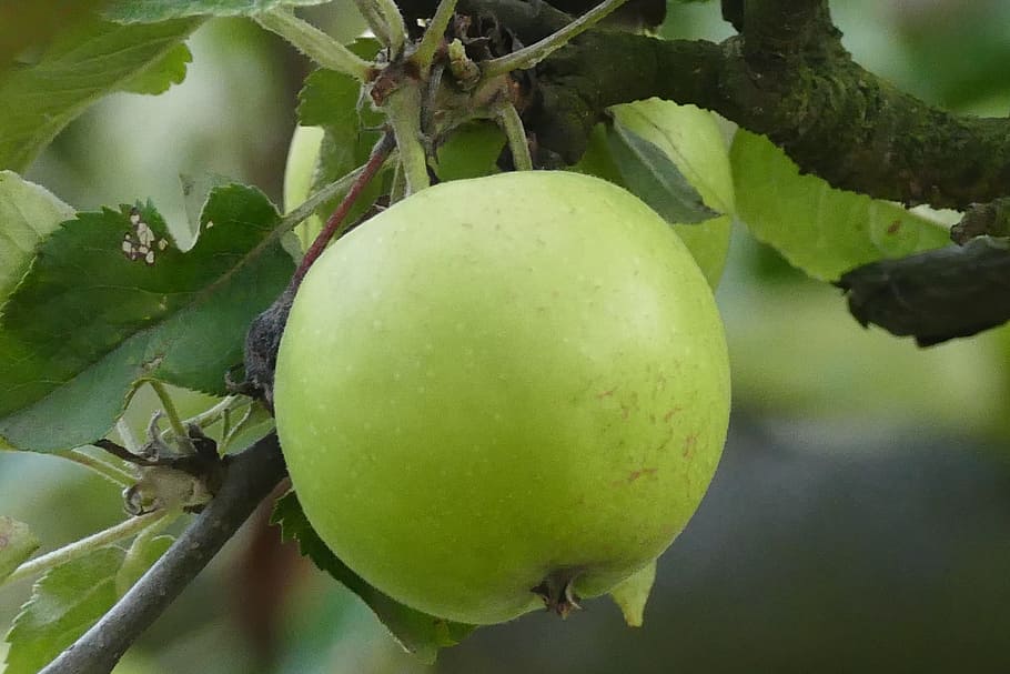Poland, apple, fruit, plant, green, food, food and drink, healthy eating HD wallpaper