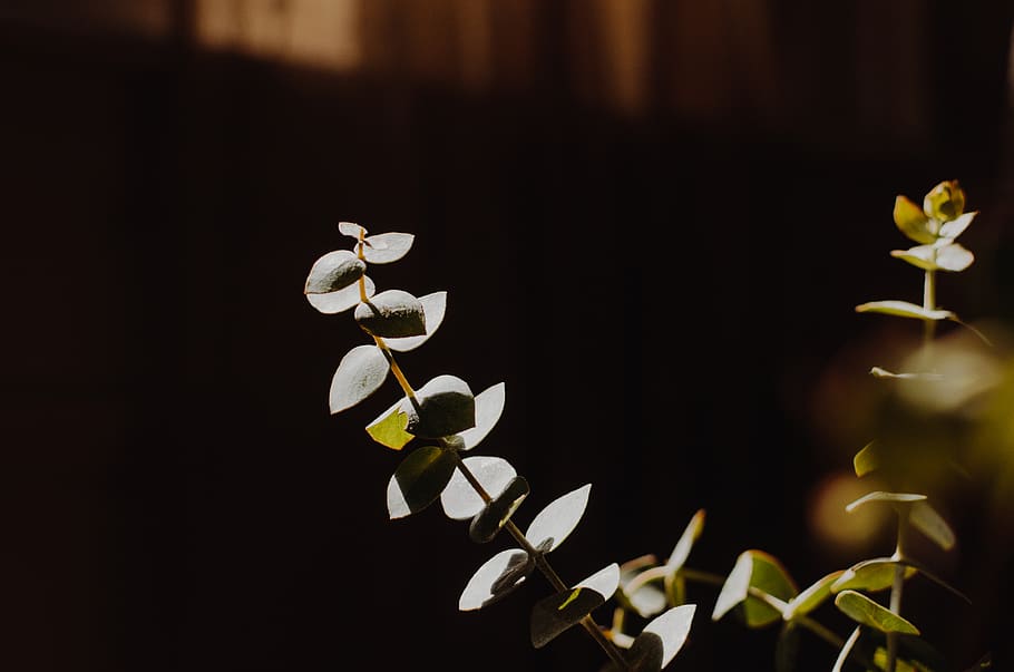 eucalyptus, leaves, warm, bright, washed, green, stem, stalk HD wallpaper