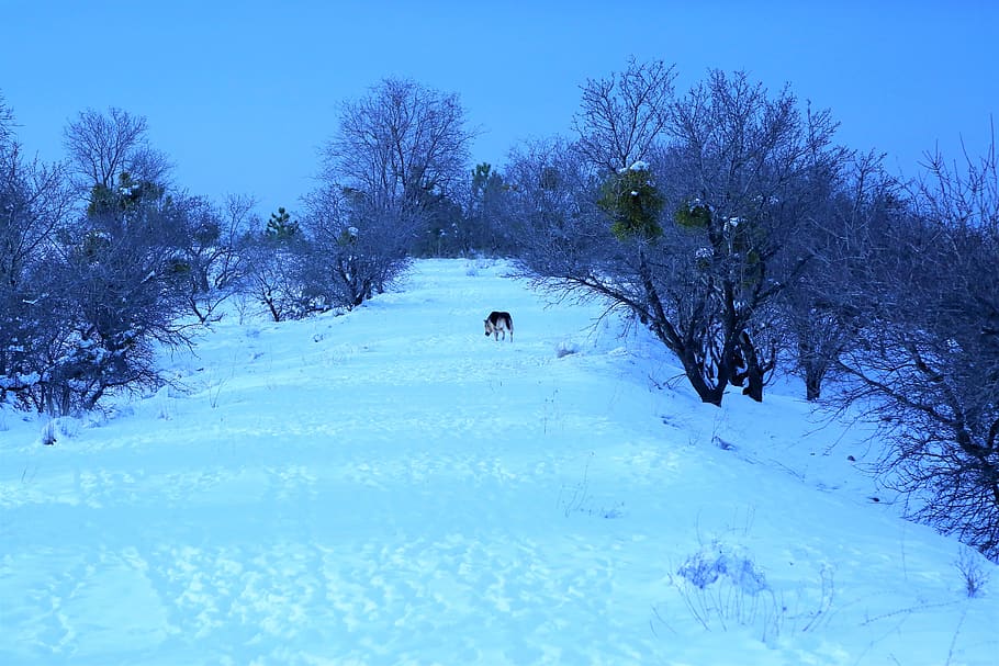 winter, snow, cold, the wolf dog, only, nature, white, trees HD wallpaper