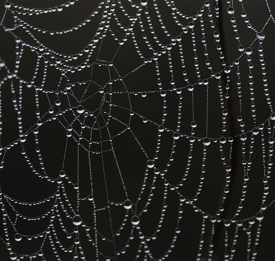 spider web, drops, wet, dew, in the morning, water, nature HD wallpaper