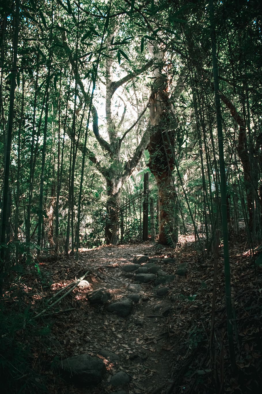 Forest soils. Лесные местности Израиля.