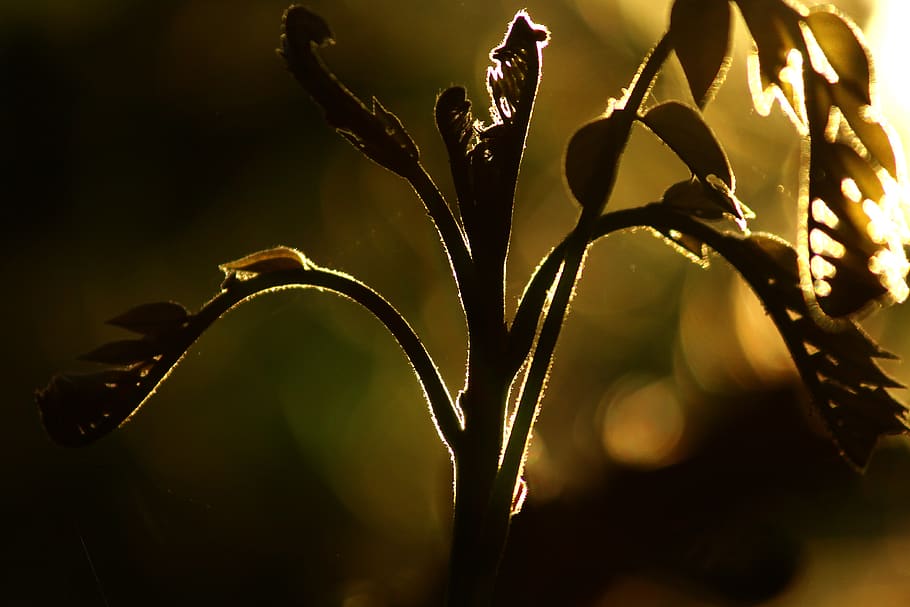 light, flare, sunlight, plant, blossom, flower, leaf, nature HD wallpaper