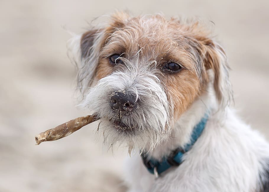 dog, terrier, parson, russel, jack russel, nature, animal holiday HD wallpaper
