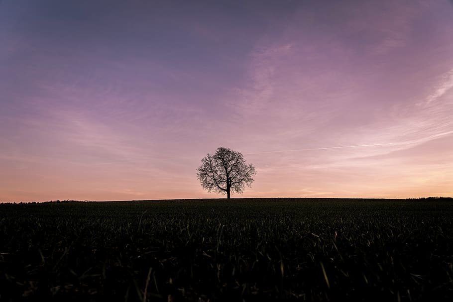 grey tree under purple clouds, field, land, plant, landscape HD wallpaper