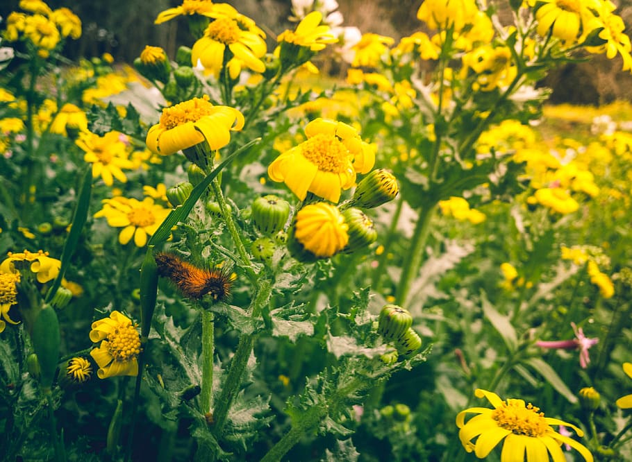 Yellow Petaled Flowers, background, beautiful flowers, bloom HD wallpaper