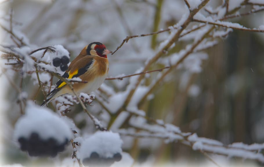 goldfinch, elegant, bird, snow, winter, nature, plumage, pen HD wallpaper