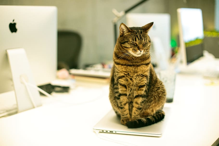 brown tabby cat on laptop computer, desk, office, workspace, imac, HD wallpaper