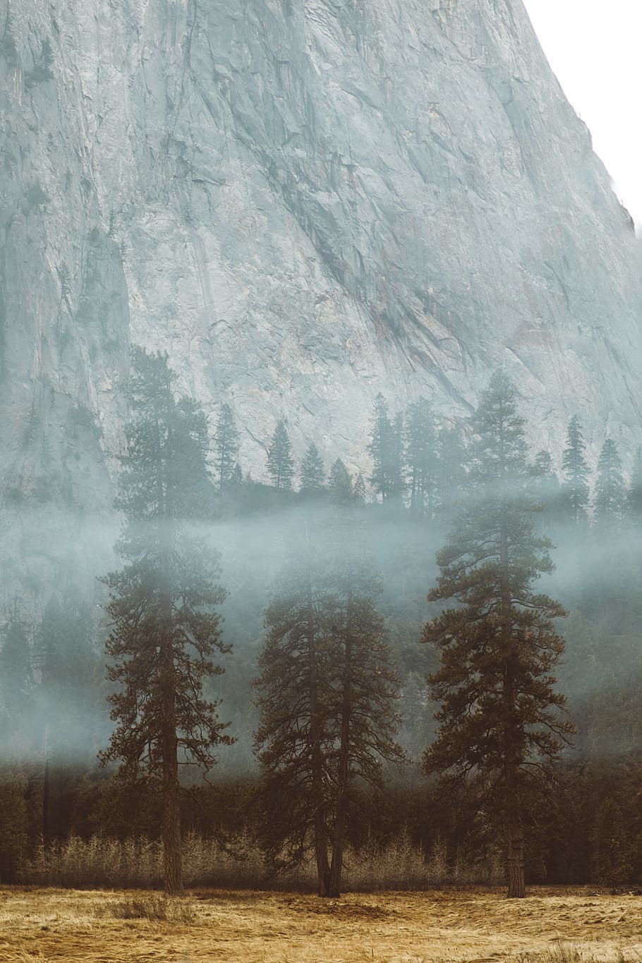 threes with mountain background, nature, weather, outdoors, fog HD wallpaper