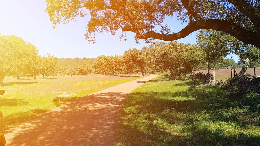 plant, tree, path, grass, tree trunk, trail, vegetation, outdoors HD wallpaper