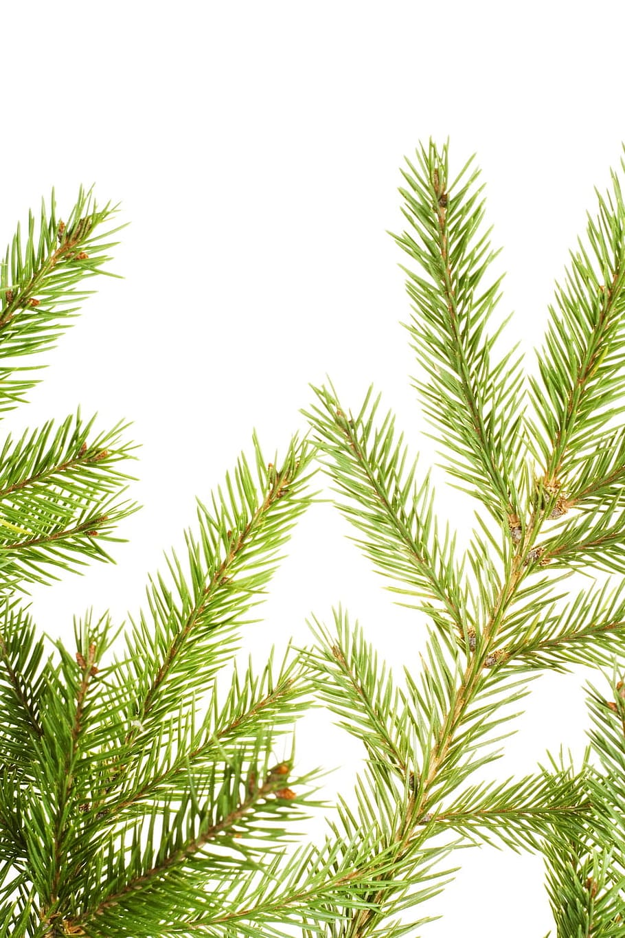branch, conifer, coniferous, evergreen, fir, flora, nature HD wallpaper