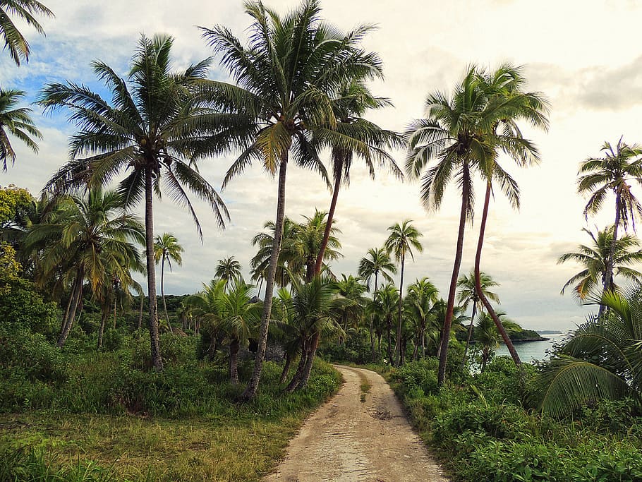 new caledonia, palm tree, plant, tropical climate, sky, growth HD wallpaper