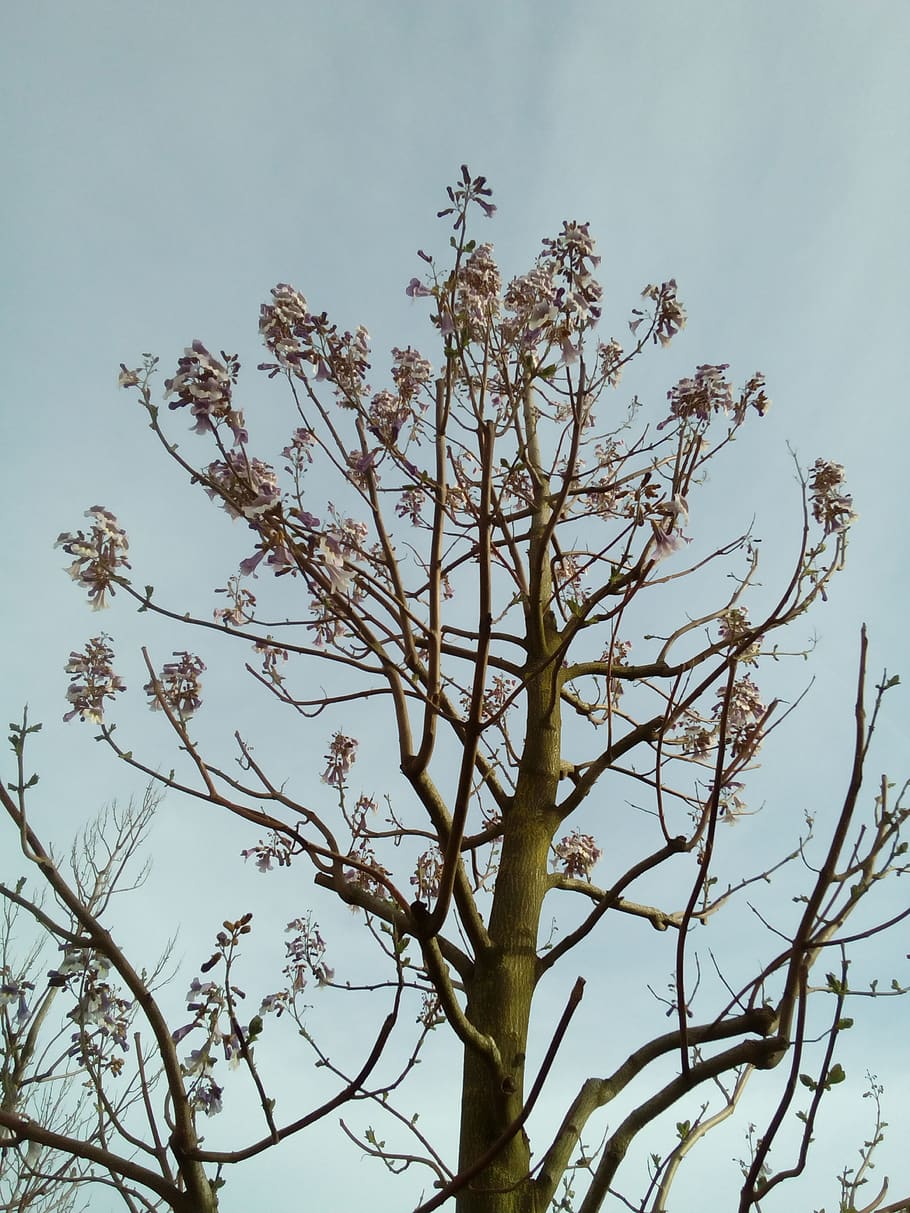 russia, krasnodar, plant, sky, tree, growth, nature, low angle view HD wallpaper