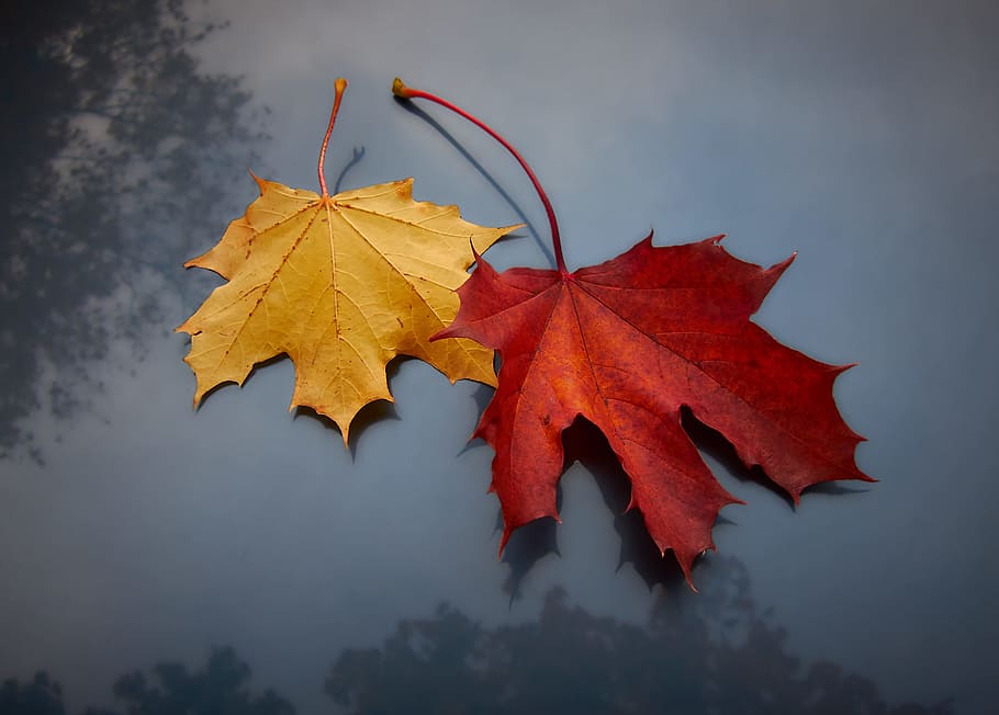 red and yellow maple leaves, leaf, fall, autumn, two, pair, plant HD wallpaper