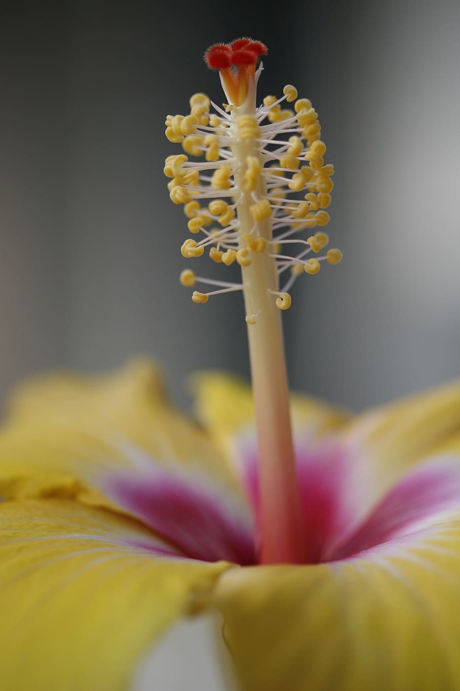 yellow, flower, pollen, flora, stamen, hawaiian, hibiscus, tropical, HD wallpaper