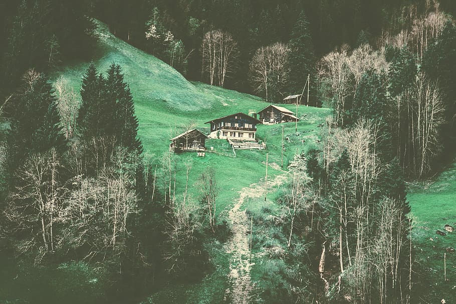 switzerland, grindelwald, house, alps, explore, swiss, trees, HD wallpaper