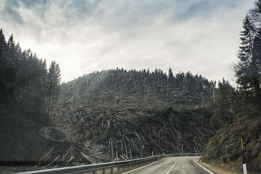 Deforestation, conifer, daylight, environment, evergreen, guidance HD wallpaper