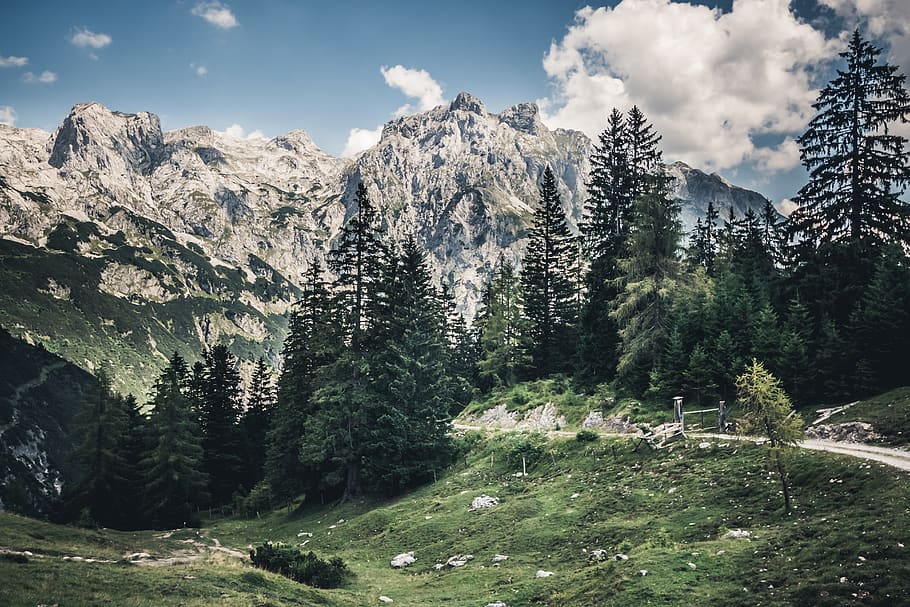 asphalt road surrounded by trees, mountain, nature, austria, werfenweng HD wallpaper