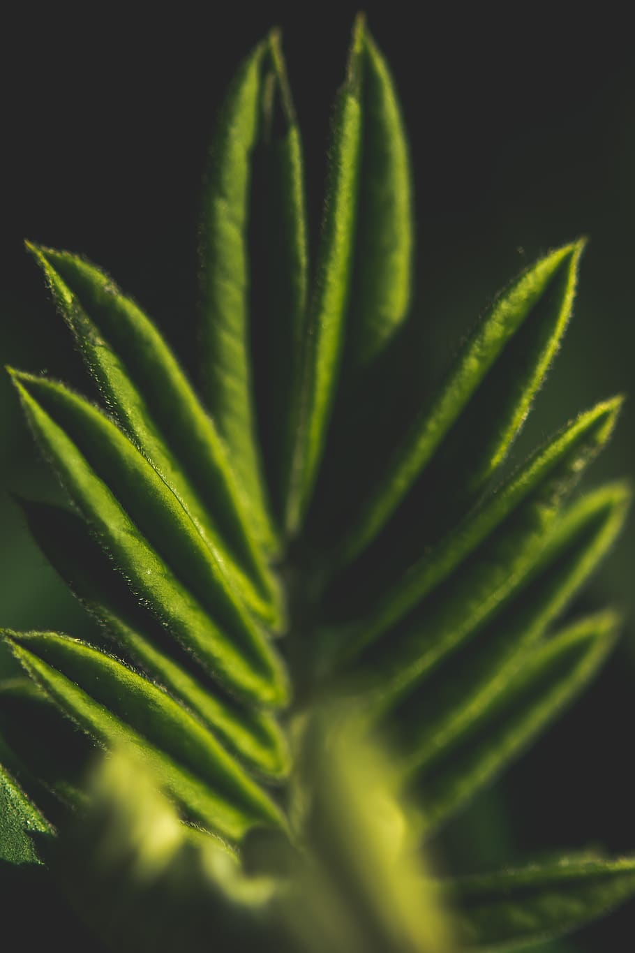 leaf, green, macro, plant, plant part, growth, close-up, green color HD wallpaper