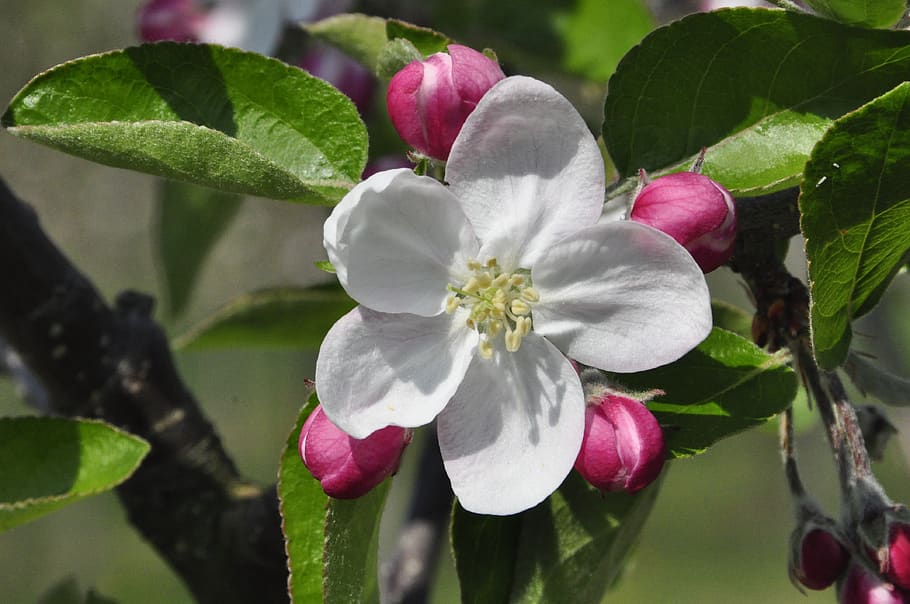 blossom, bloom, apple tree, spring, flower, plant, flowering plant HD wallpaper