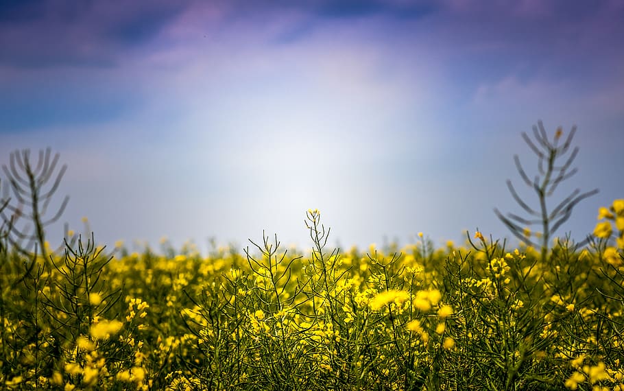 yellow, plant, beauty in nature, flower, growth, field, land HD wallpaper