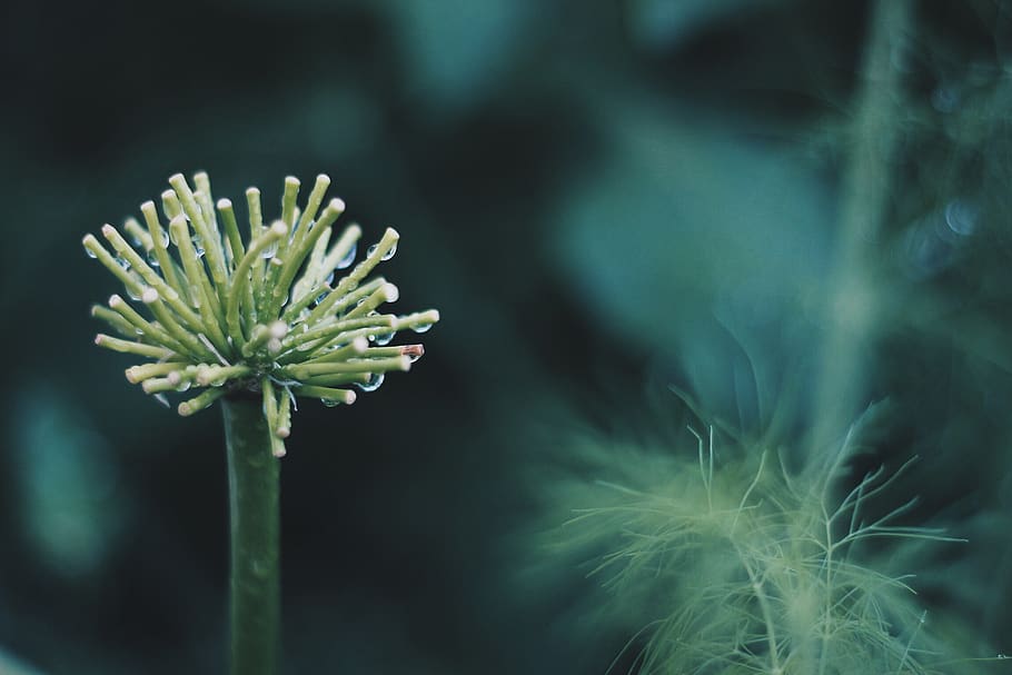 plant, growth, flower, fragility, vulnerability, flowering plant HD wallpaper