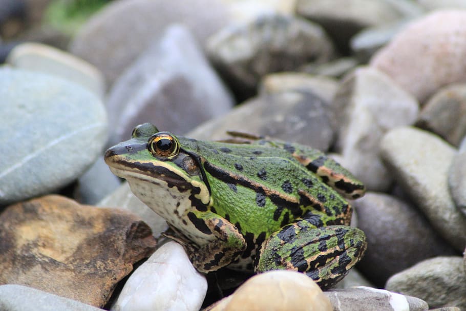 frog, tree frog, garden pond, sunbathing, green, amphibian HD wallpaper