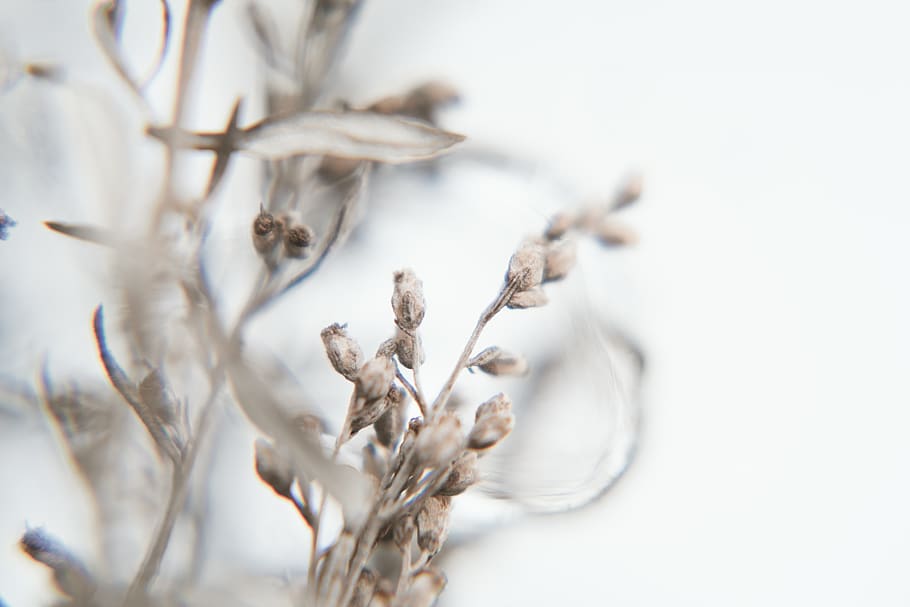 brown plant flowers, no people, close-up, tree, selective focus HD wallpaper