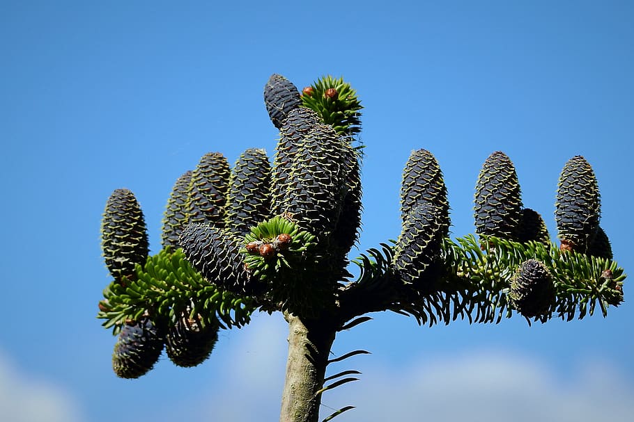 coniferous, cones, sky, branch, plant, growth, nature, no people HD wallpaper