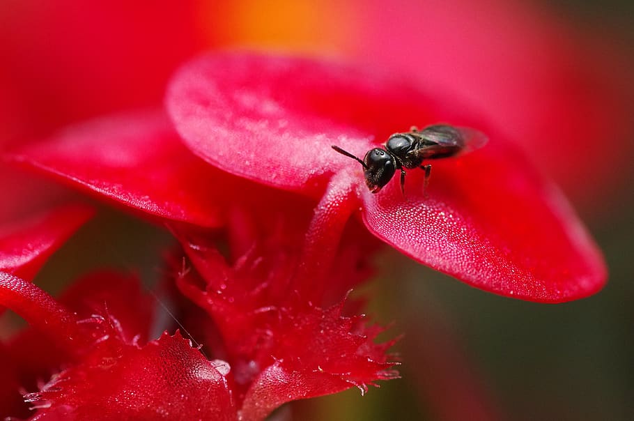 Selective Focus Photography of Black Fly on Red Flower, beautiful HD wallpaper