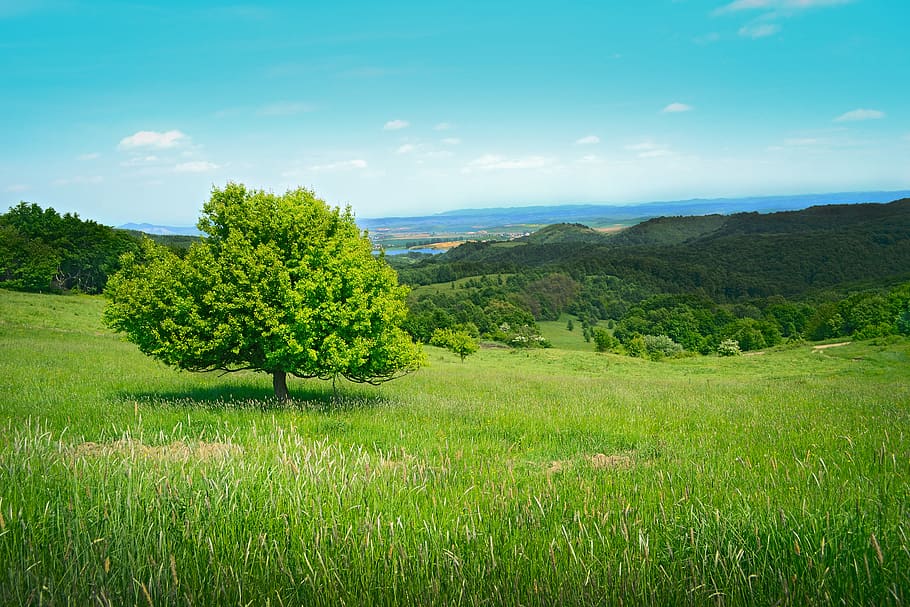 tree, hill, green, grass, field, lake, skies, blue, clouds HD wallpaper