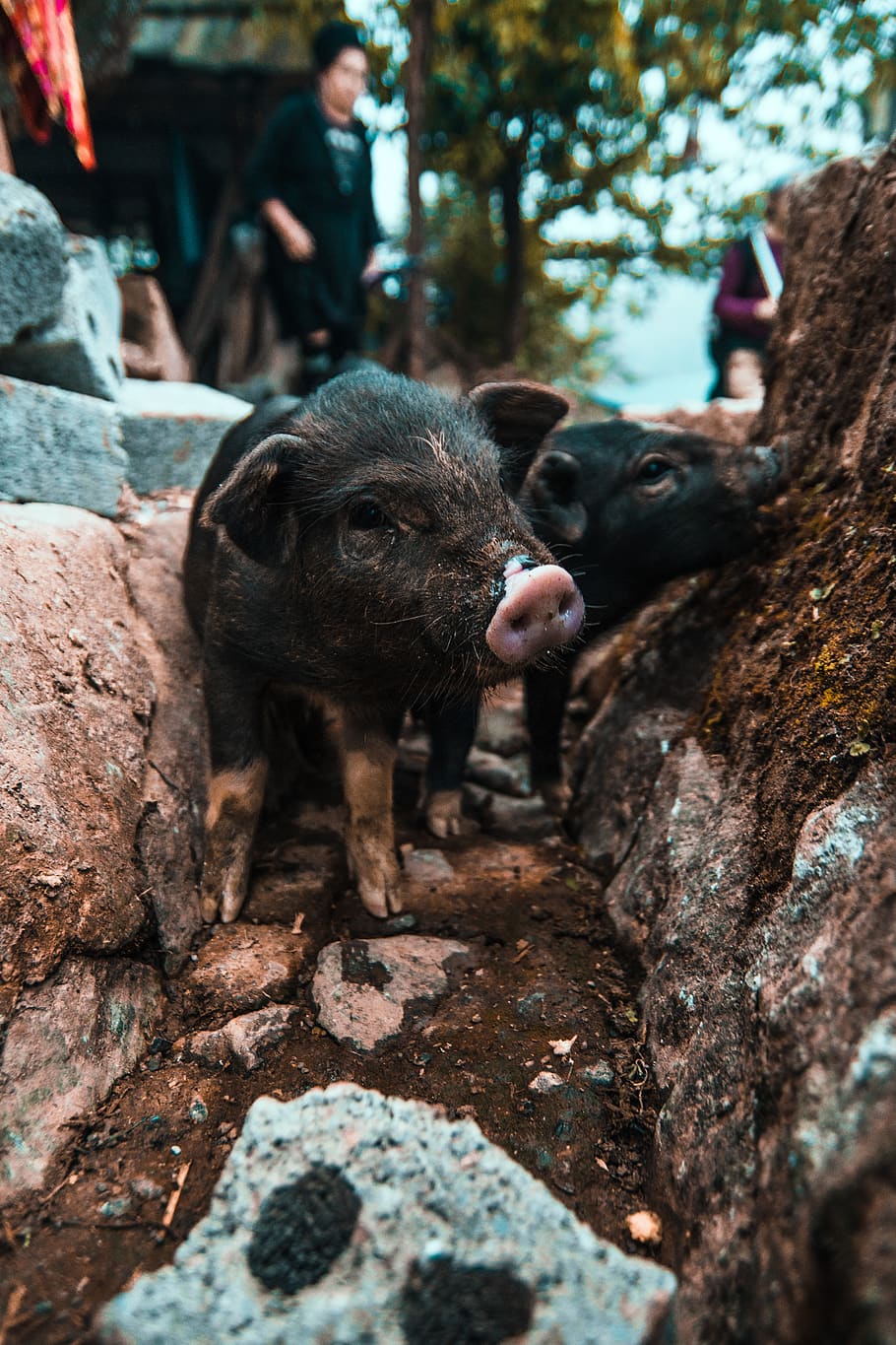 two black piglets during daytime, mammal, animal, animal themes HD wallpaper