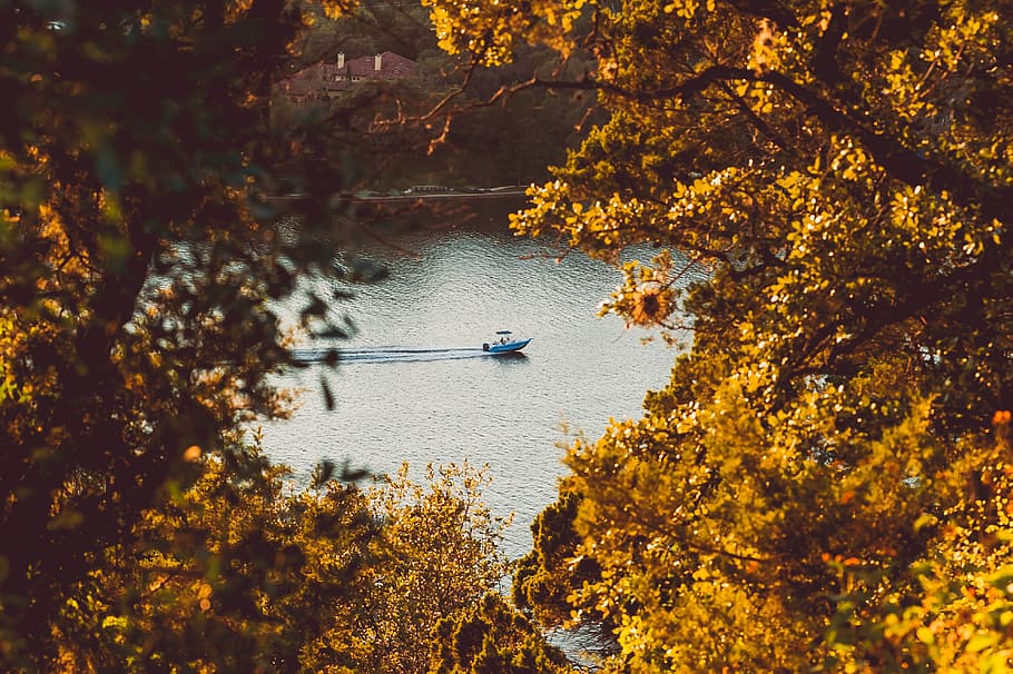 moving white speedboat, tree, lake, leaf, view, water, nature HD wallpaper
