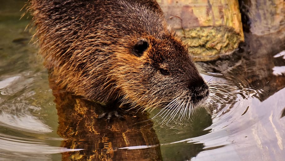 nutria, water rat, splashing, animal world, nature, fur, rodent HD wallpaper