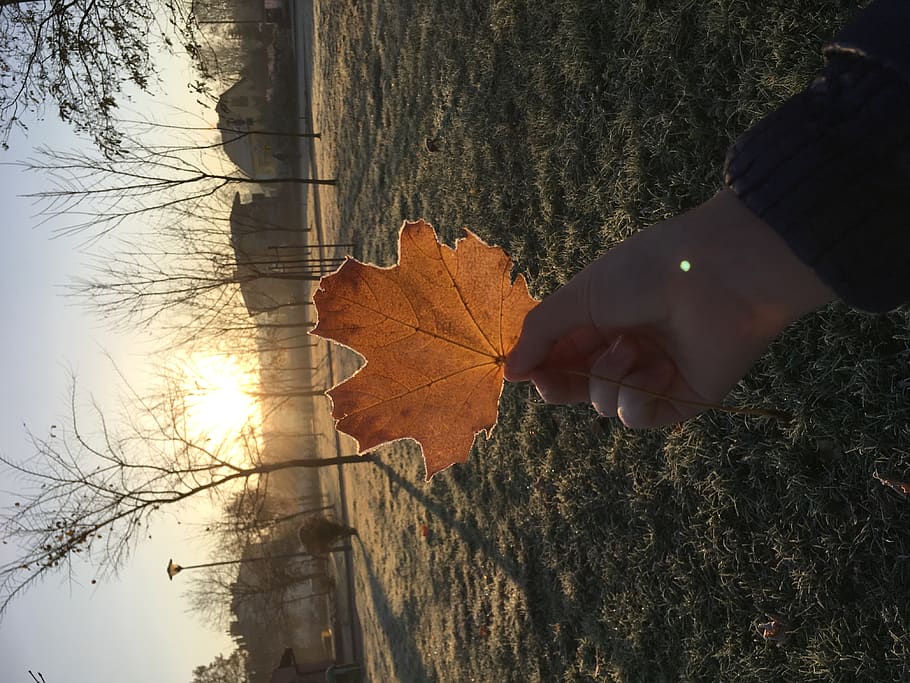 poland, kraków, sunrise, maple leaf, autumn, frosty weather HD wallpaper