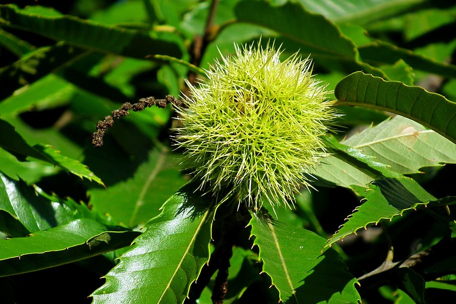 castanea, fruit, spikes, barbed, food, foliage, sprig, closeup HD wallpaper