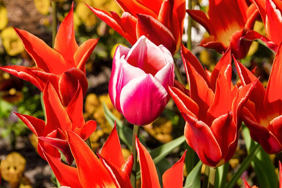 tulip, middle, nature, open, flower, flowering plant, petal, HD wallpaper