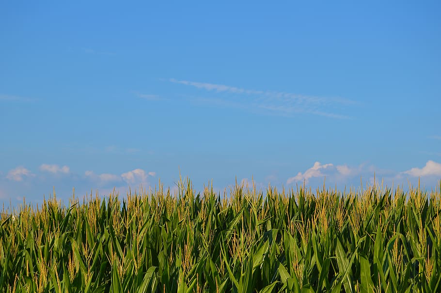 corn, blue sky corn, growth, field, agriculture, plant, landscape HD wallpaper